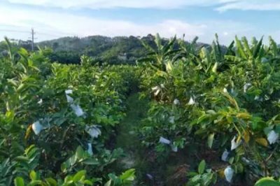 番石榴的种植方法,施肥时建议增施有机肥