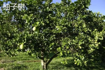 当前种什么果树有前景，阿克苏苹果、白猕猴桃等品种是不错的选择