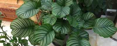 苹果竹芋如何养殖，生长的过程中对水分的需求较大