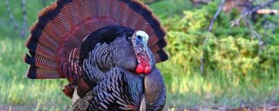 波朋火鸡简介,是用塔斯卡惠雷红火鸡选育而成的品种