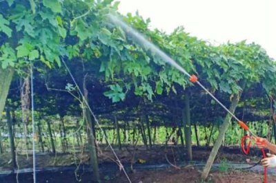 什么除草剂可以打死瓜蒌,通常用草甘膦