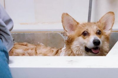 柯基幼犬饲养注意事项,要注意保护好牙齿和及时注射疫苗