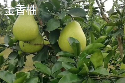 湖南张家界的特产,葛根粉最为出名