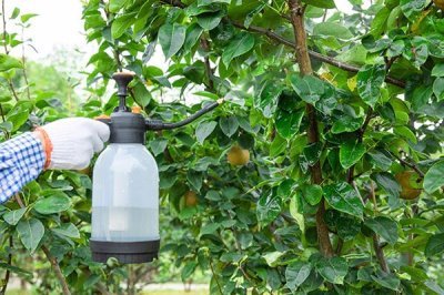 萘乙酸的作用，可以起到疏果、促进生根、防落果等效果