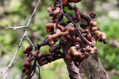 拐枣多久浇一次水，育苗期要3-5天浇一次水