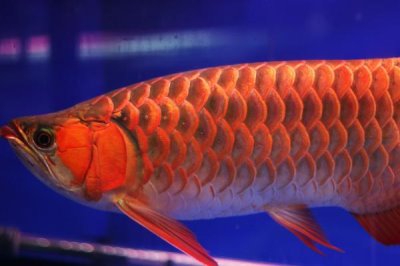 三色龙鱼好不好养,饲养难度较小