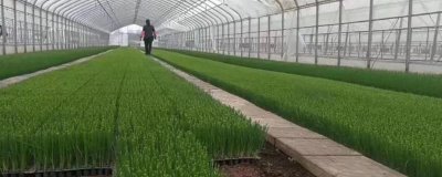 大葱怎么育苗，9-10月份可开沟条播