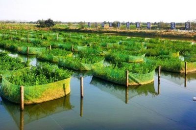 养殖黄鳝的误区，容易出现种苗选购不当、饲料选取不当等问题