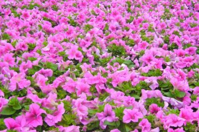 矮牵牛怎么打顶，在每年的春、秋两季进行