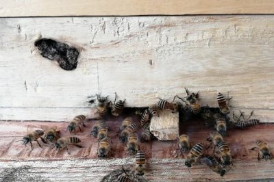 怎么防止蜂王逃跑，每群只有一只蜂王