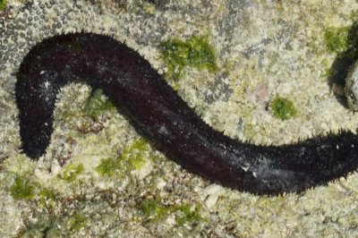 玉足海参的相关介绍,属于海参科、海参属里面的中型品种