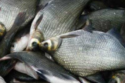 1.0号子线绑几号鱼钩,建议配合5号袖钩