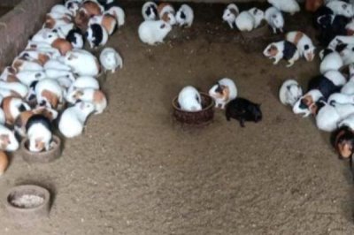 豚鼠的饲养常识,尽量饲养多只豚鼠