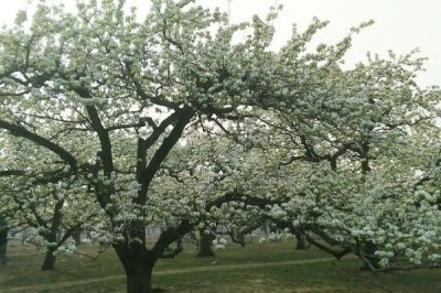 梨树锈病危害特征,主要危害叶片、新梢和幼果