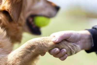 为什么要给狗狗笼内训练,有利于排尿、定量进餐等