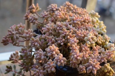 姬秋丽的种植方法,充足的光照会让叶片色彩更好看