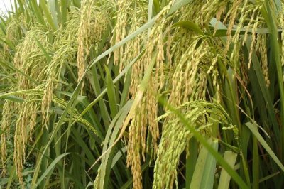 川优6139水稻品种的特性,注意防治稻瘟病