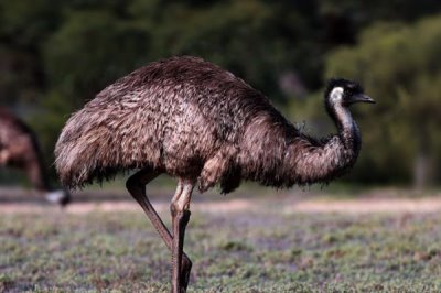 鸸鹋如何养殖,喜欢在宽场的地方上活动