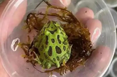 角蛙怎么饲养,每隔2天换一次水