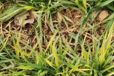 小麦黄叶病的原因,根腐病或遭受冻害后均会导致