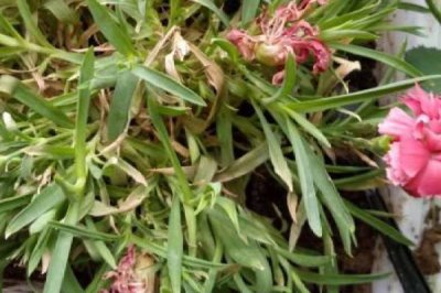 康乃馨叶片发黄原因和处理方法,盆土偏碱容易出现黄叶