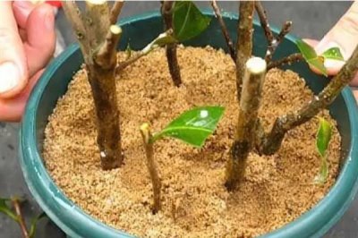 茶花如何繁殖，可扦插也可靠接