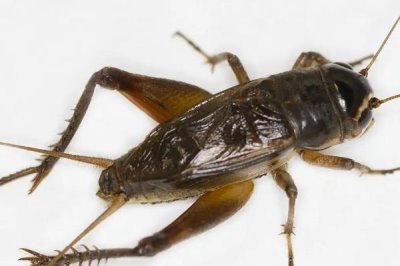 蛐蛐能活多长时间,可以存活141-151天