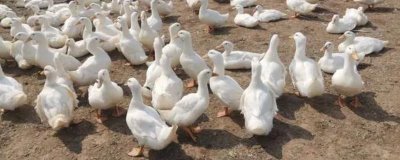 鸭子圈养技术,选择优良的品种是关键