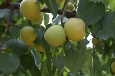 辽宁省锦州市有哪些特色水果,包括北镇葡萄、银白杏、锦州苹果等种类