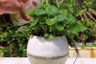 铜钱草冬天叶子黄了是什么原因,怎么解决