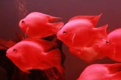 鹦鹉鱼有毒吗,鹦鹉鱼本身不含有毒素