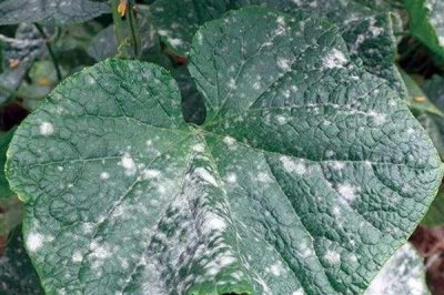 黄瓜生理病害有哪些，易造成节间长、易倒伏等