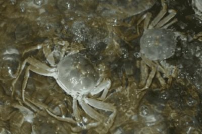 河蟹吃什么食物,主要食用水草、动物腐尸、小鱼虾等