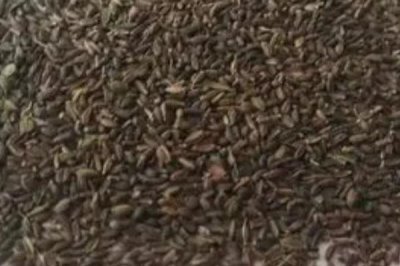 柴胡种子催芽技术，可药剂处理、激素处理或温汤浸种等