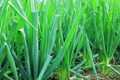 葱属于喜阴还是喜阳作物,喜阳但不耐晒