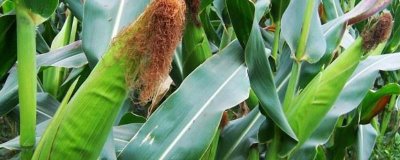 鼎禾988玉米种简介，适宜在肥力中上等的地块种植