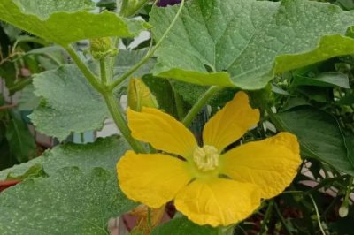 黄瓜苗很小就开花的原因,很有可能是种子有问题