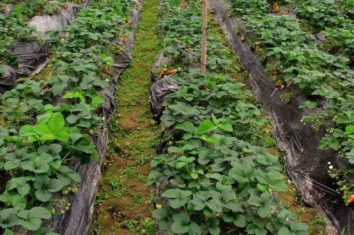 四季草莓种植技术，一般在春季或秋季栽植