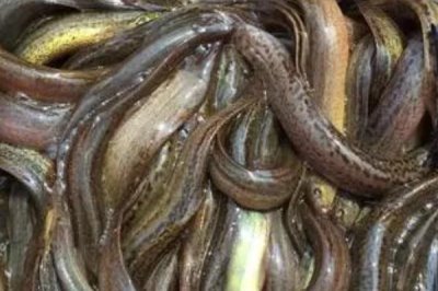 用什么钓甲鱼合适,常用的饵料是禽畜内脏