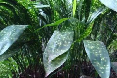 一叶兰叶子发黄的原因及解决办法,可能是光照过烈或过少等