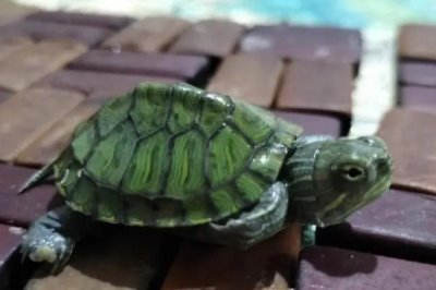 小乌龟吃什么，虾肉、鱼肉和瘦肉适合其生长发育