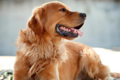 怎么解决狗狗口臭有腥味,如果是牙结石引起的可进行洁牙手术治疗