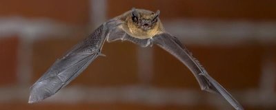 怎么避免养殖场内出现蝙蝠，阴暗潮湿的角落要重新布局调整