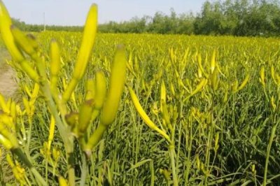 黄花菜的种植时间,春季和秋季均可种植