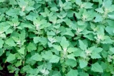 河南野菜的种类,你吃过哪几种