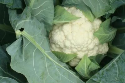 花菜是什么季节的蔬菜，一年四季都能买到