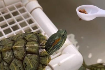 巴西龟的产蛋数量，一次可产下6-11枚左右