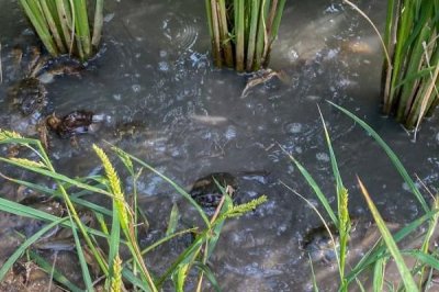 稻田养殖虾蟹的过冬方法,一般是在晴朗的天气进行投喂