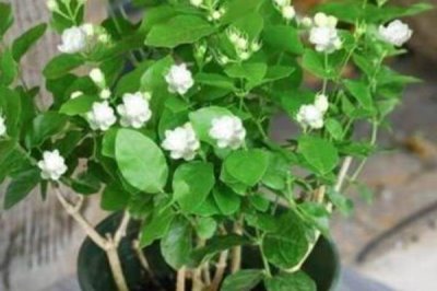 茉莉花花谢后该如何修剪，一定要及时将病虫枝剪除