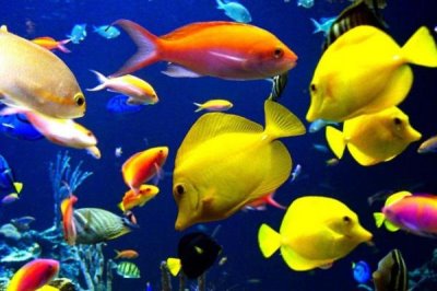 热带观赏鱼的适宜水温，一般可保持在20-32℃